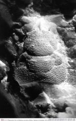 Historisches Foto von Bullariscus arcuotorus (Robins, Feldmann & Schweitzer, 2013) (NHMW-AFW-GEO-BACHMAYER-FOTO-1990-0041-0456)